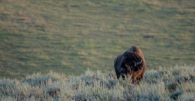 What Biome Do Bison Live In? | Renew Method