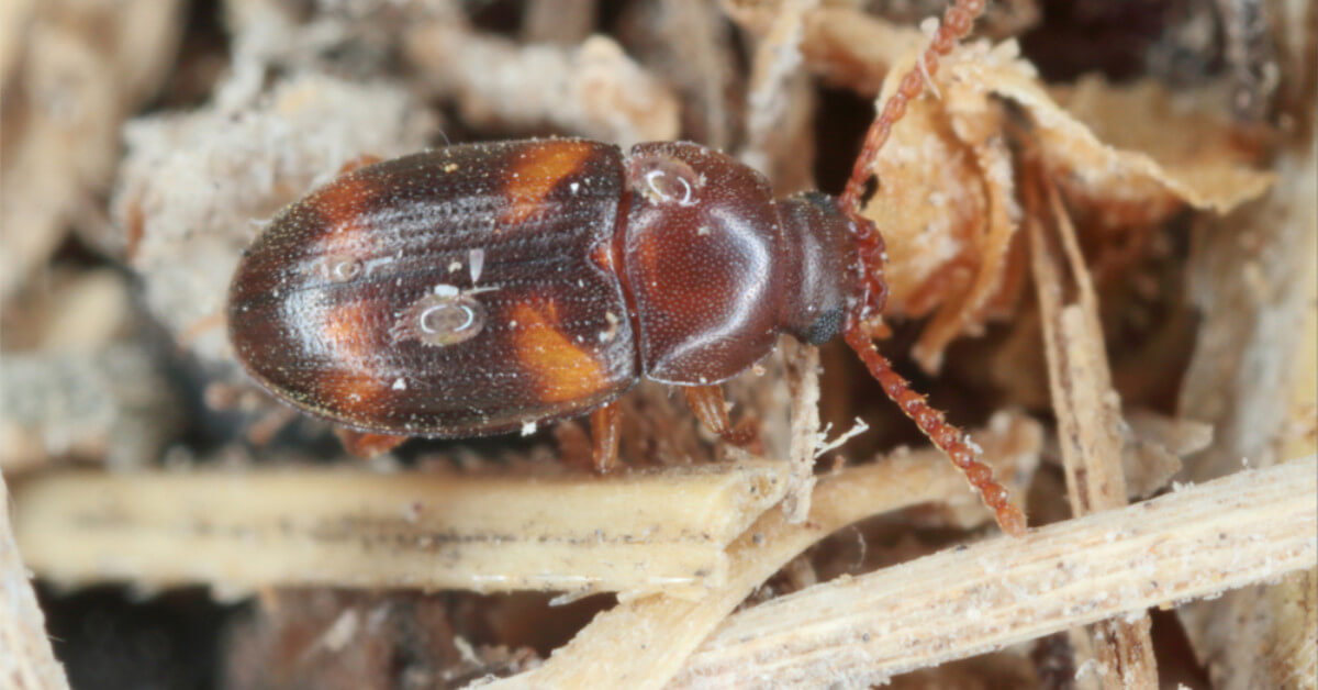 What Are Food Storage Mites? Build a Stash