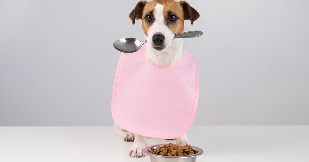 Best Food Storage For Dogs Build a Stash
