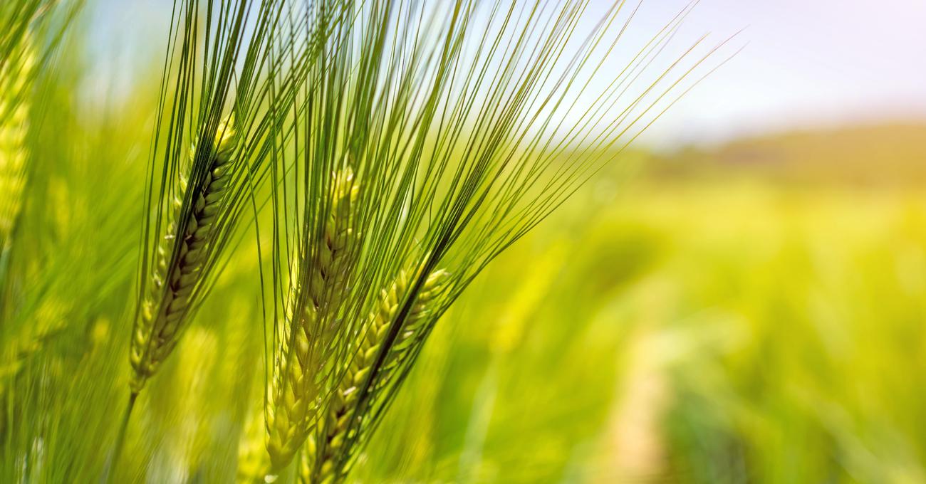 Is Barley Gluten Free? Build a Stash