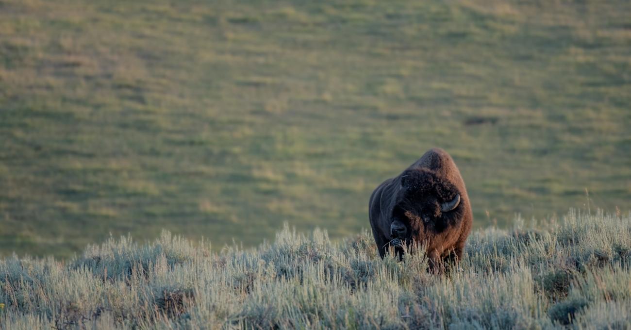 What Biome Do Bison Live In? Build a Stash
