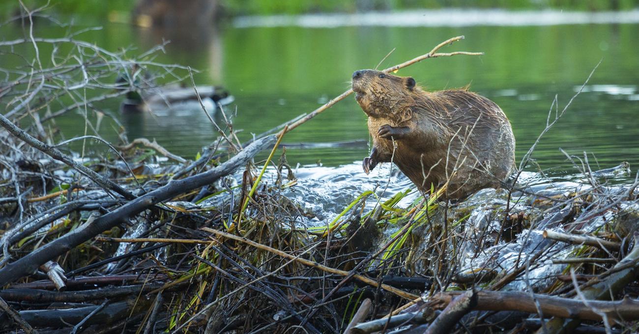 What Biome Do Beavers Live In? Build a Stash