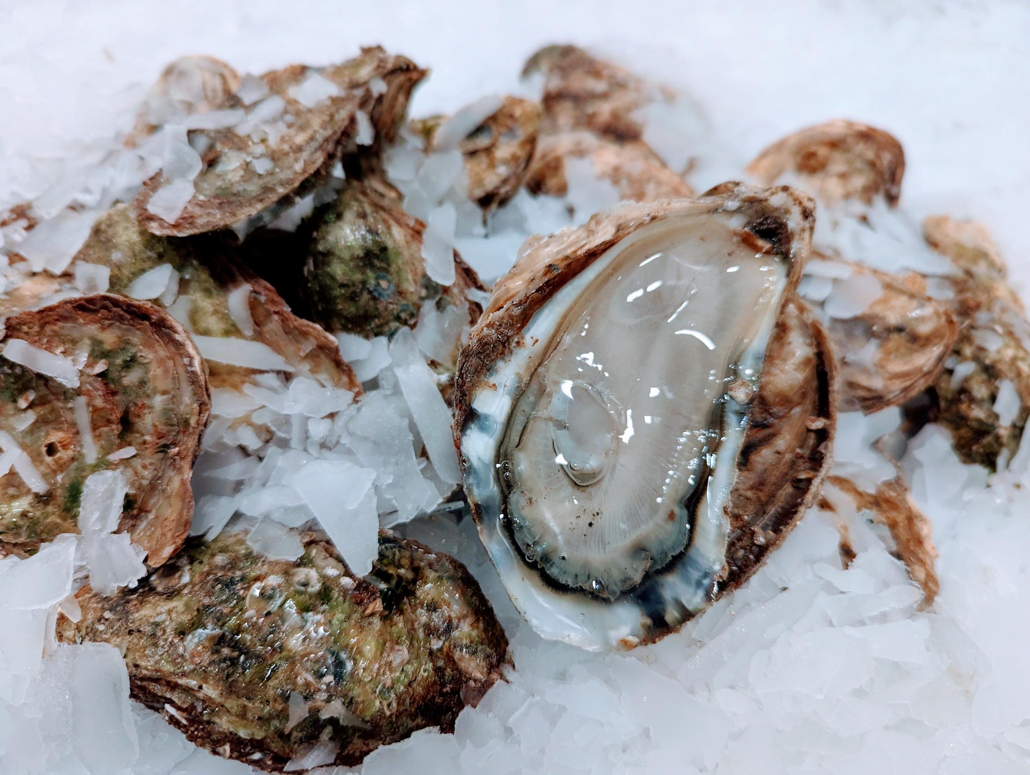 Grand River Oysters fron J.J. McDonnell