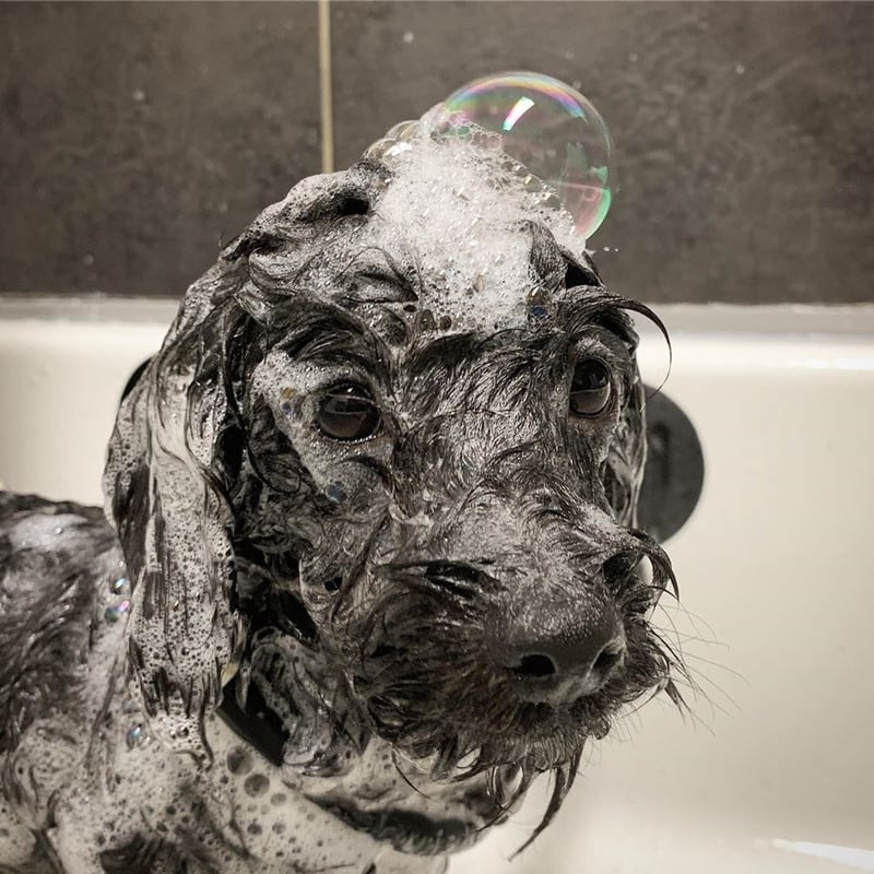 Everything a clean dog needs Dog grooming services in Farnborough