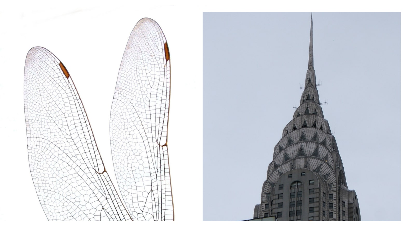 Left image: magnified photo of dragonfly wings. Right image: top of Chrysler Building.