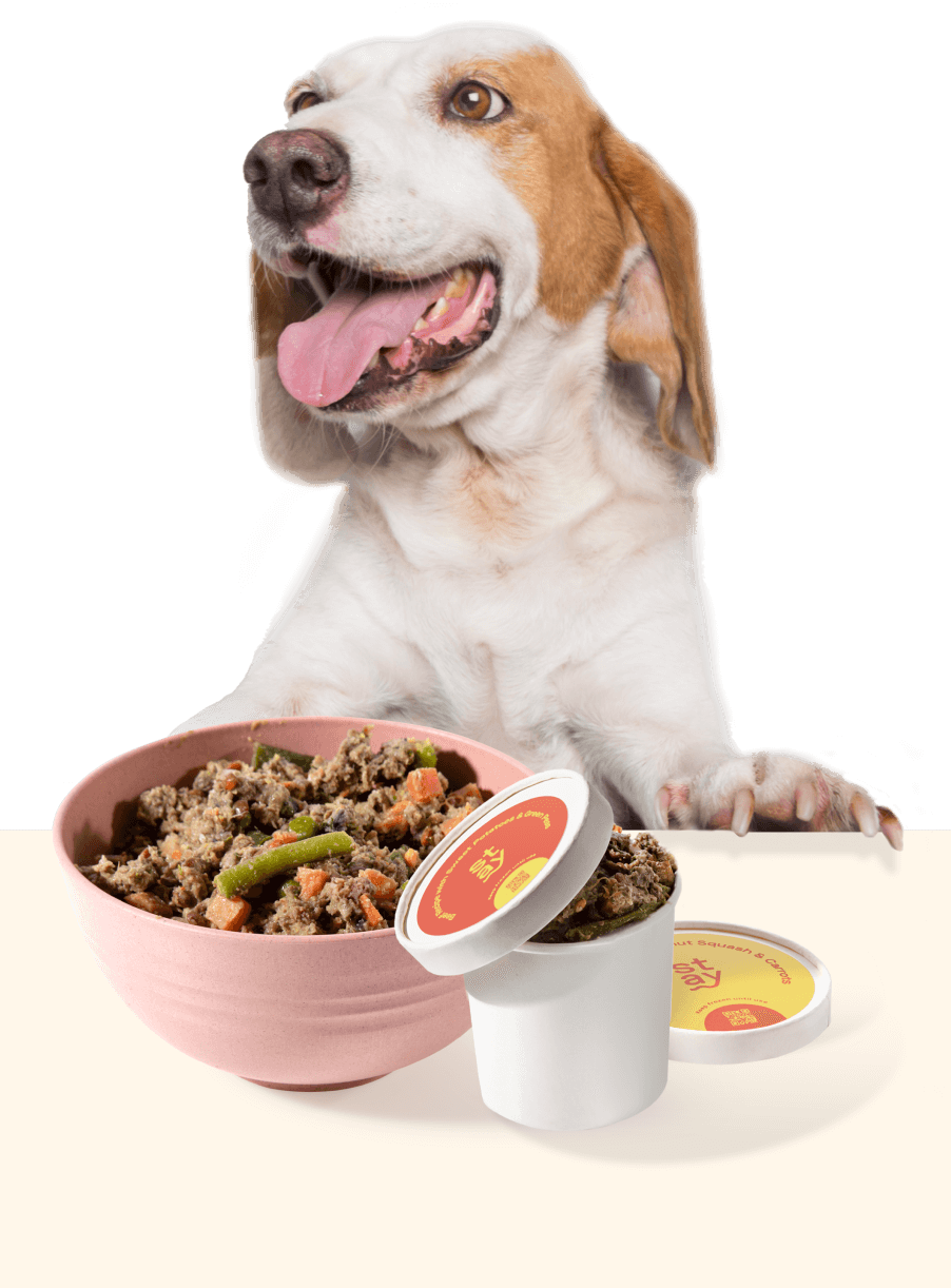 Stay Fresh Food for Dogs