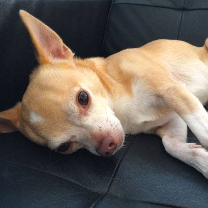 Lazy Chihuahua
