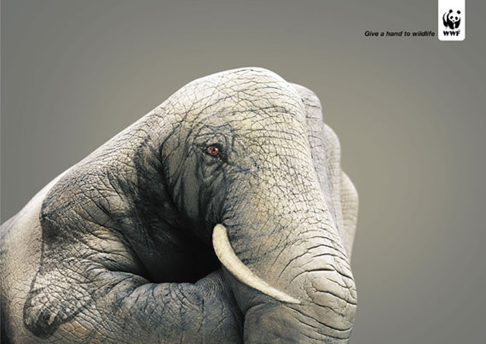 wwf
