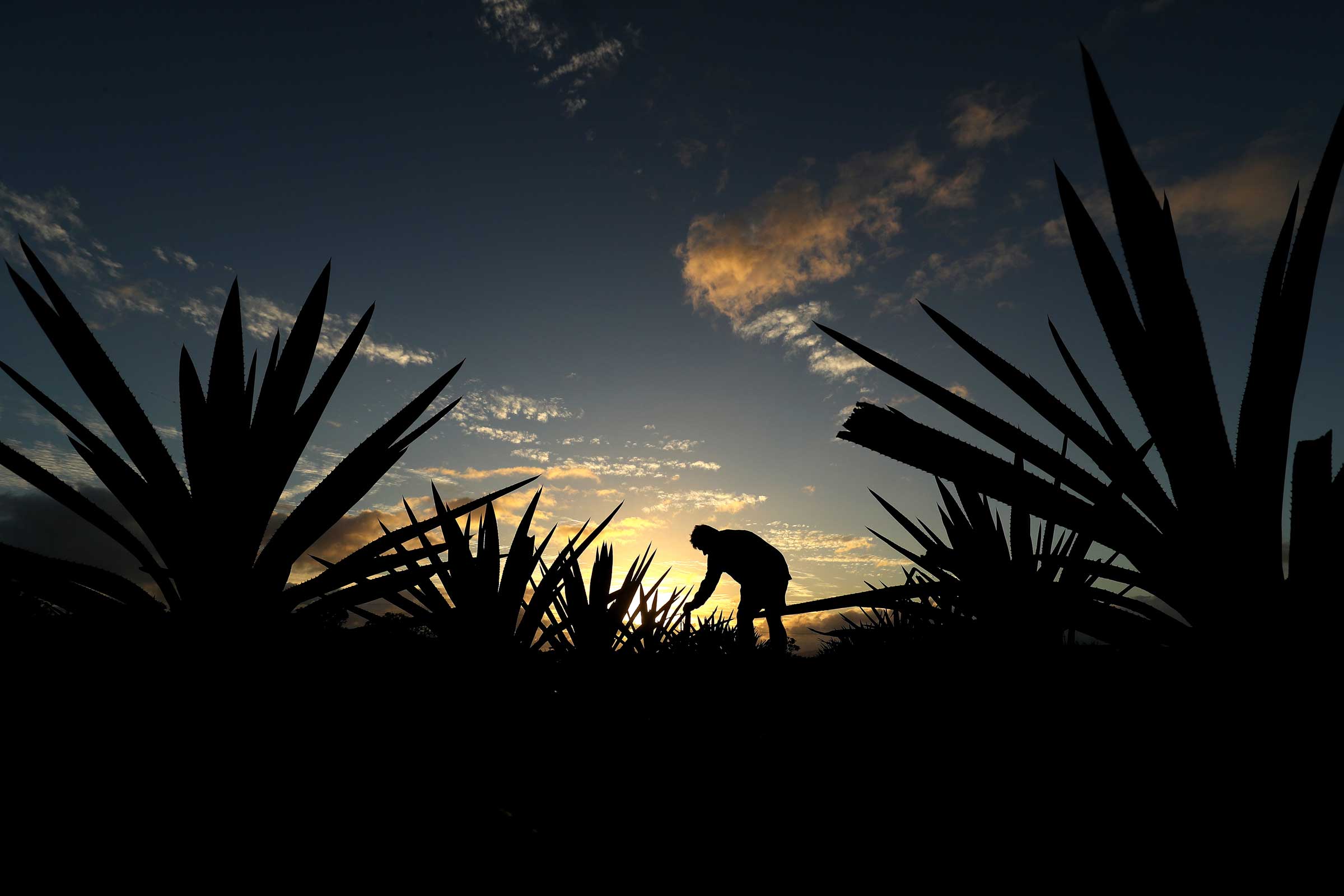 The Farm | Australian Agave Project