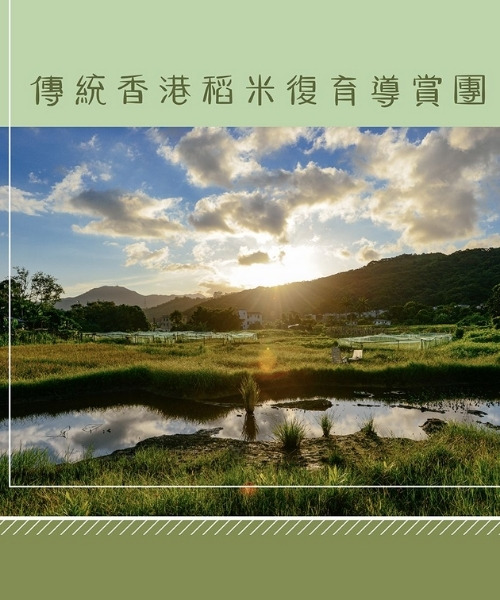 大地予我 傳統香港稻米復育導賞團