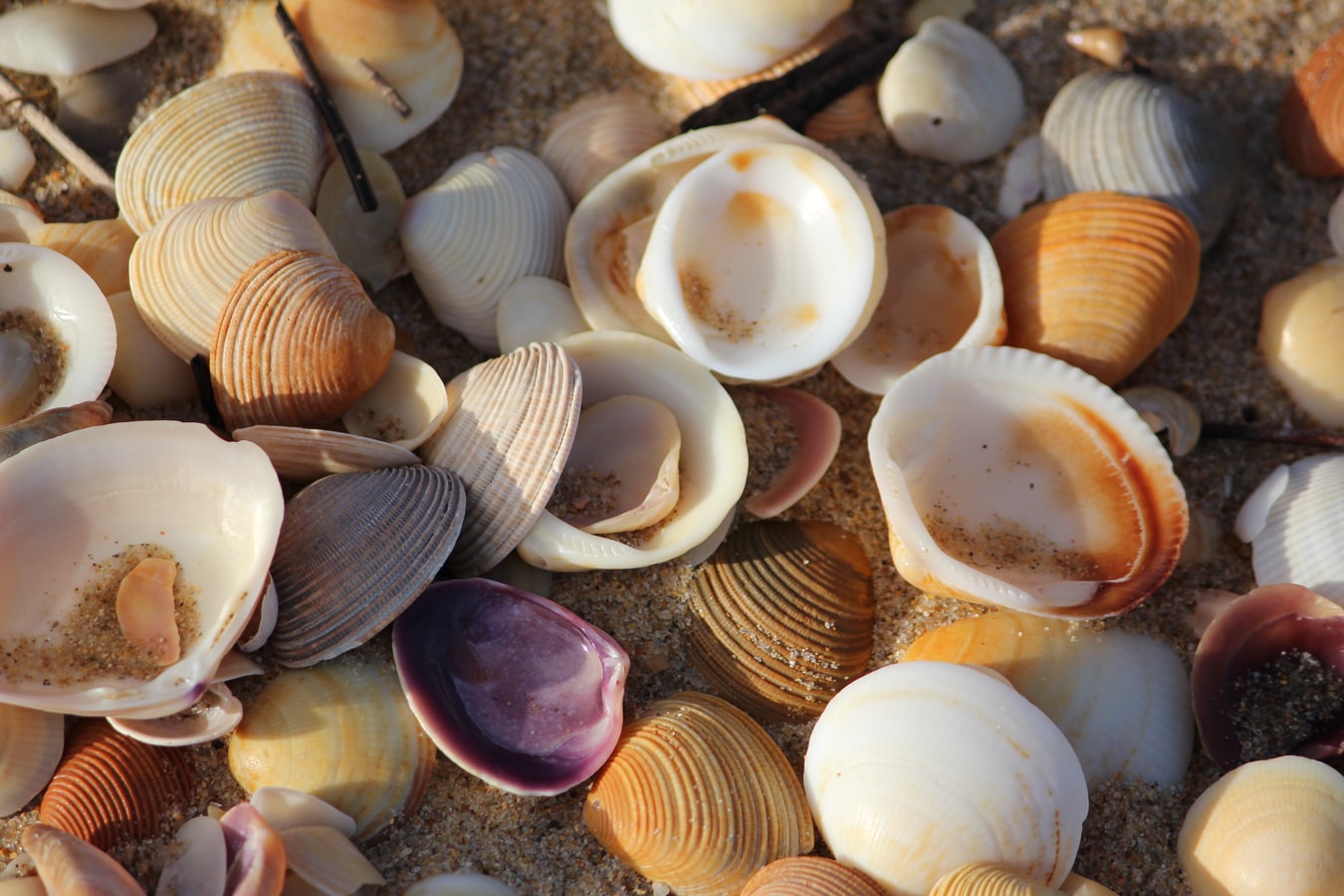 She sells sea shells by the sea shore