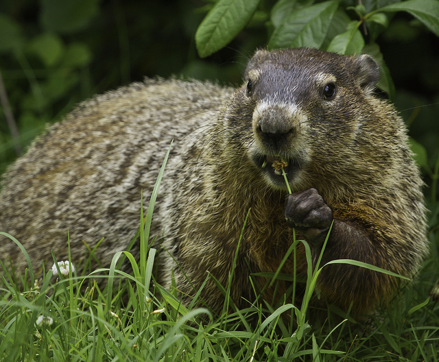 Groundhog Day is a celebration in the USA