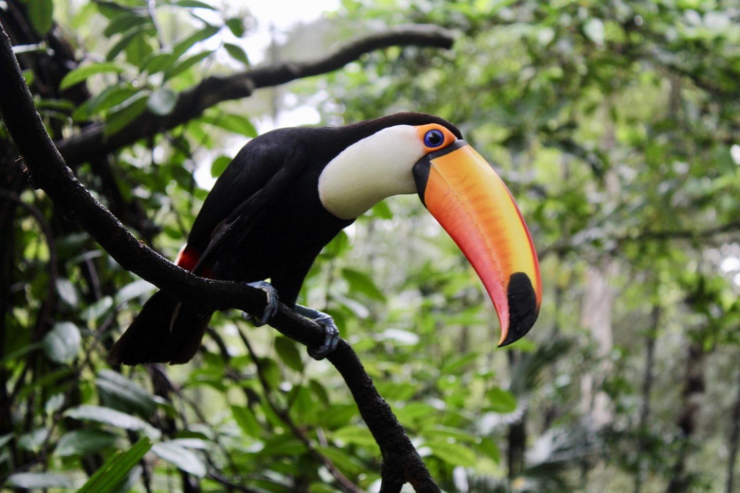 Expats teaching in Brazil get to enjoy its enchanting wildlife