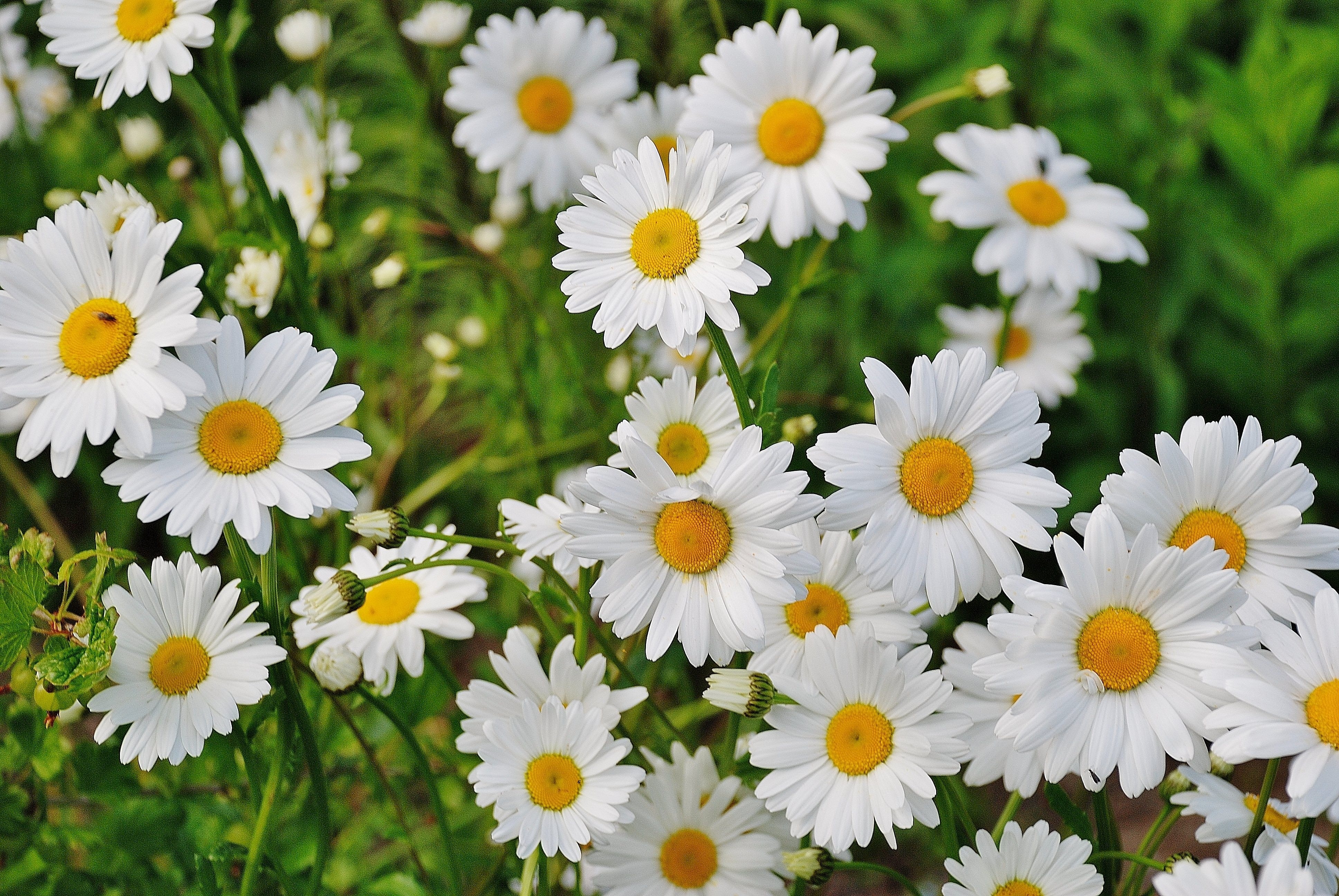 Get your students excited for spring with this engaging lesson about spring cleaning