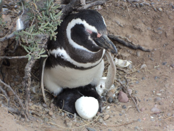 Exploring Chile's wildlife is a good way to end the adventurous backpacking trip