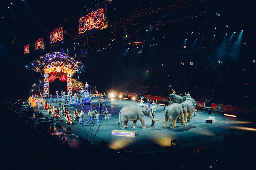 Engage your English students with fun activities to celebrate Elephant Appreciation Day
