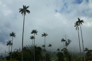English teachers working in Bogota can visit Salento for a long weekend on their days off