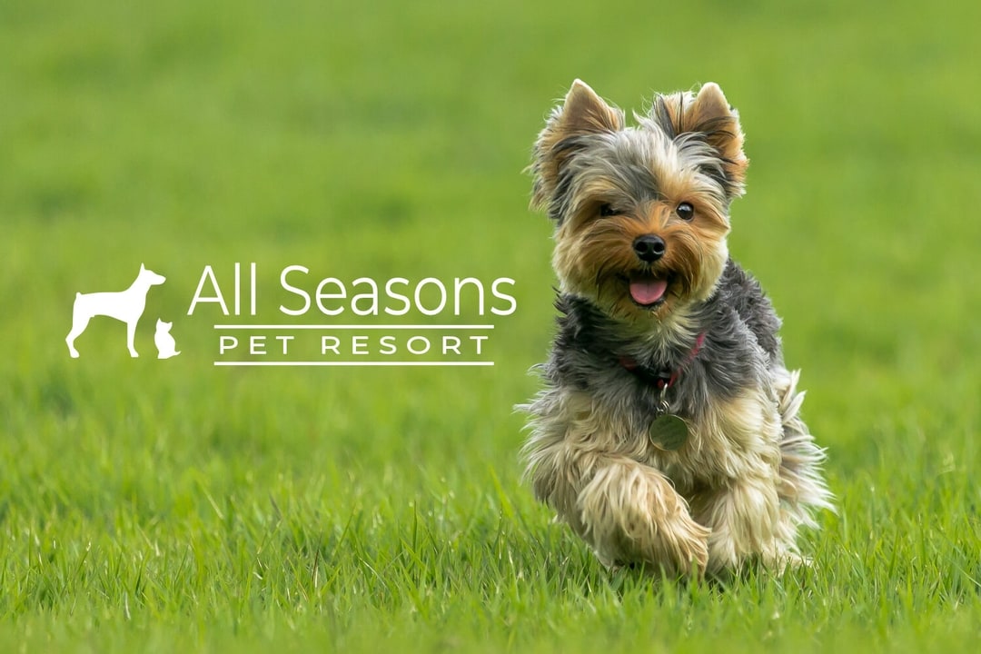 Dog Kennels Auckland Doggy Daycare Cattery South Auckland