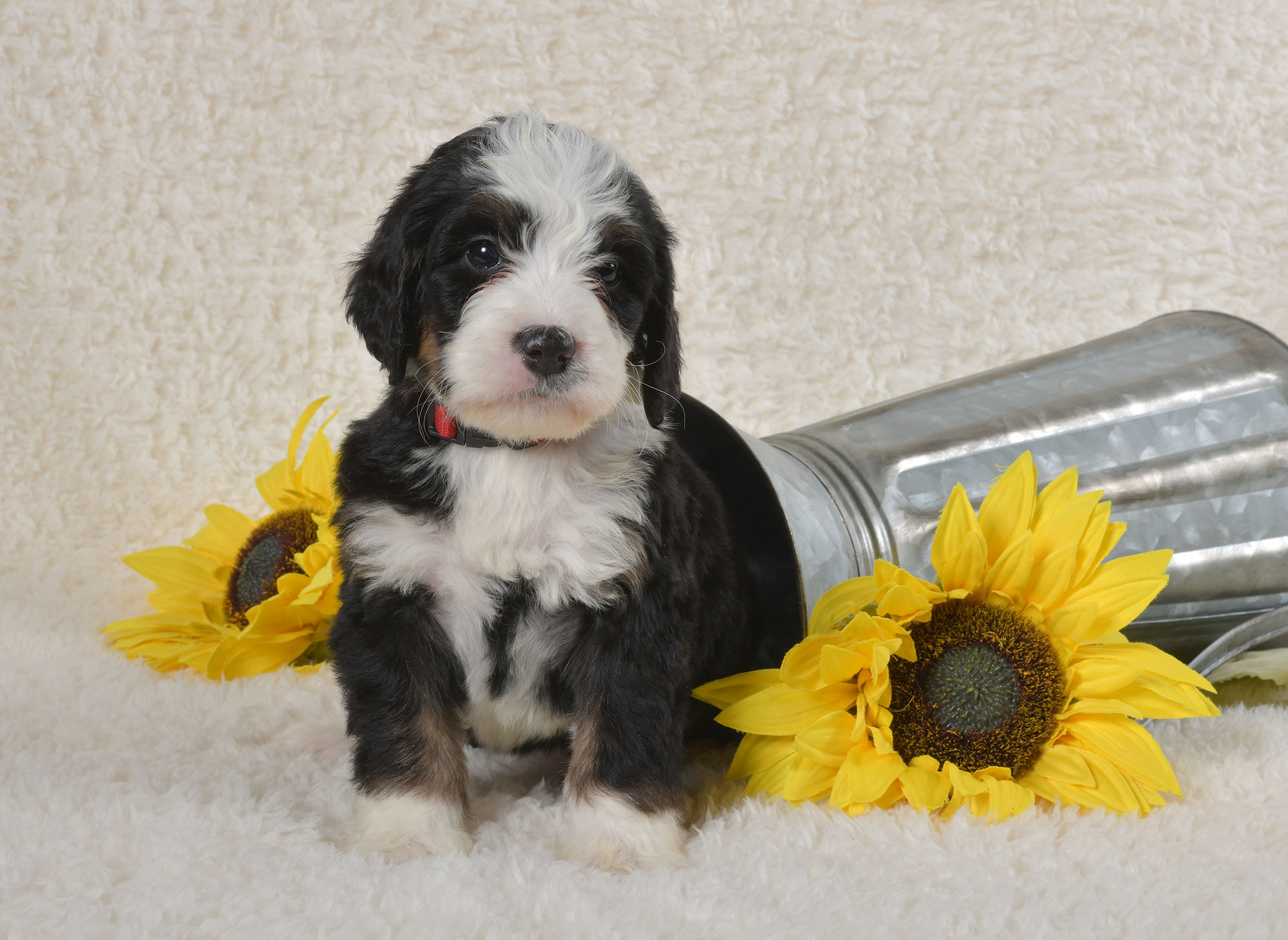Gracie - Bernedoodle Puppy For Sale in Dalton, Ohio | Country Bernedoodles