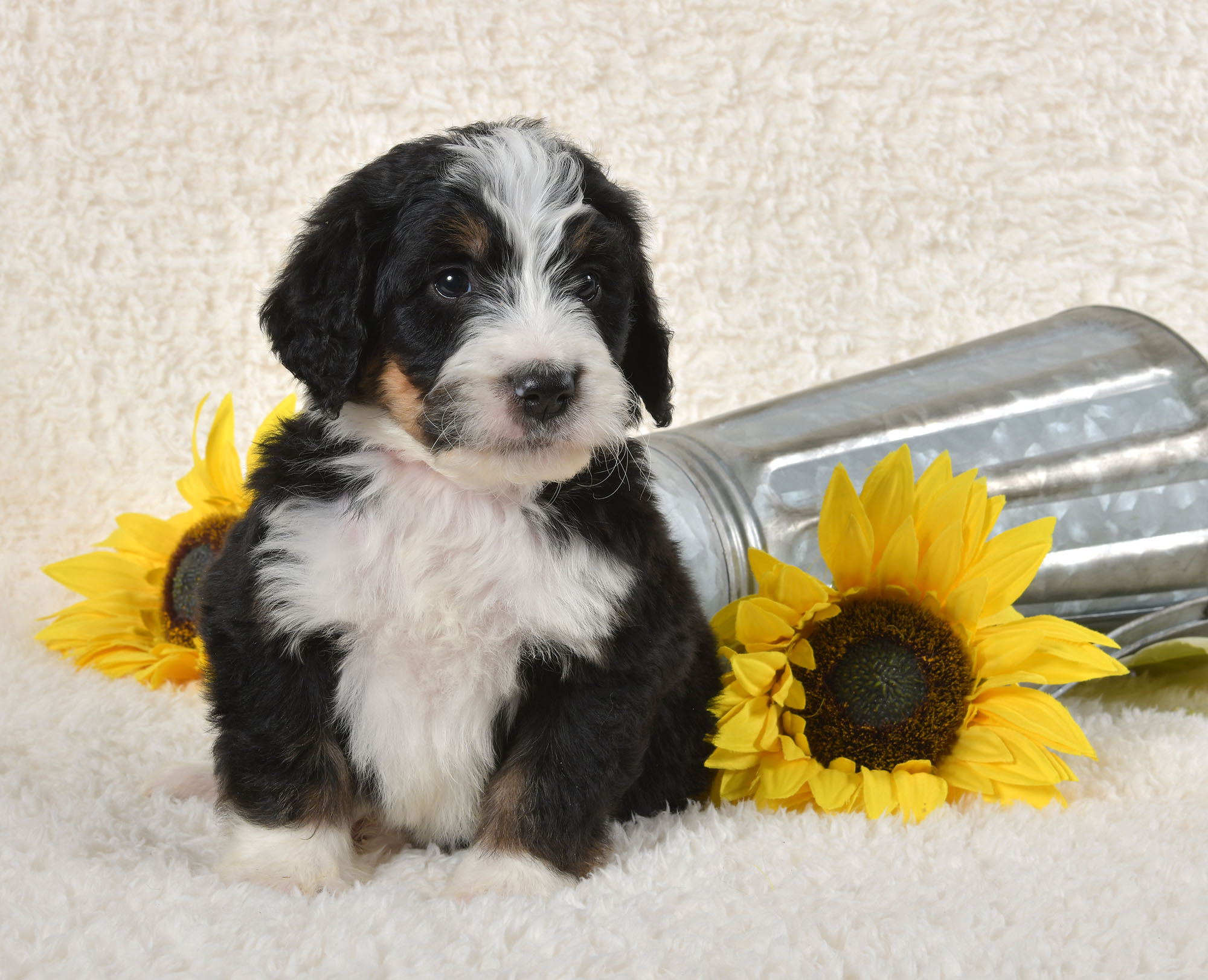 Taylor - Bernedoodle Puppy For Sale in Dalton, Ohio | Country Bernedoodles