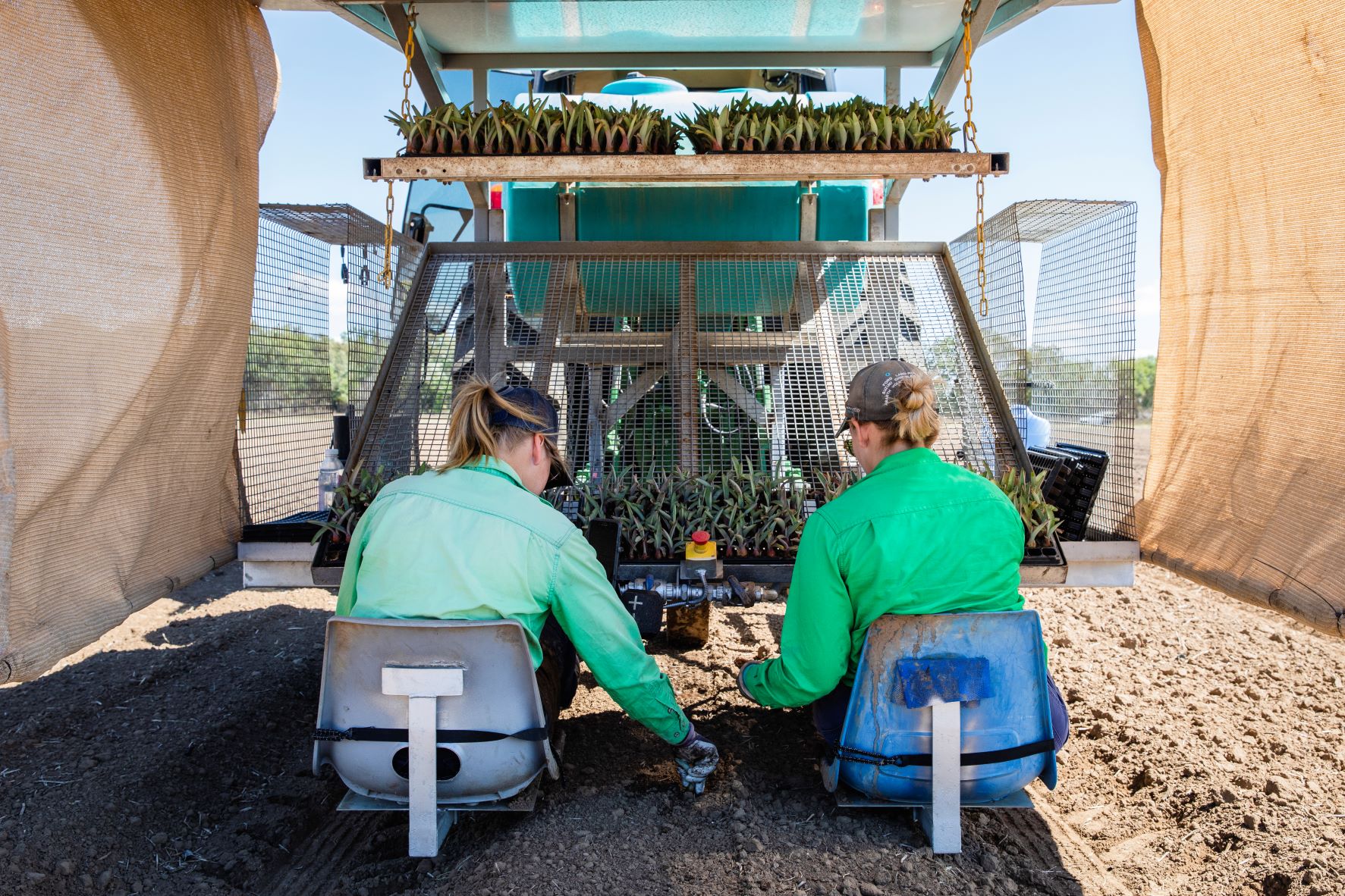Planting