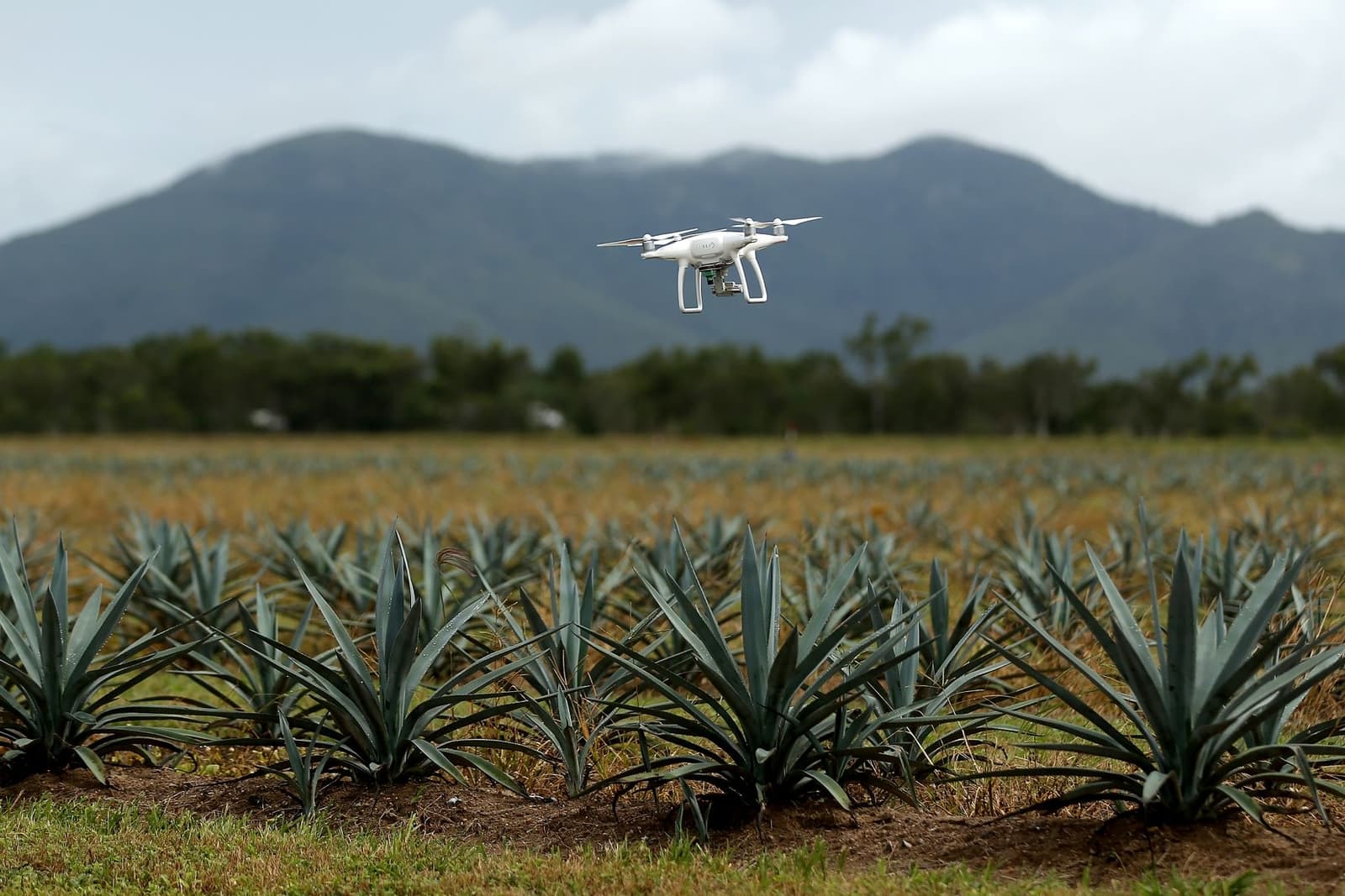 Agave Farm Australia Australian Agave Project