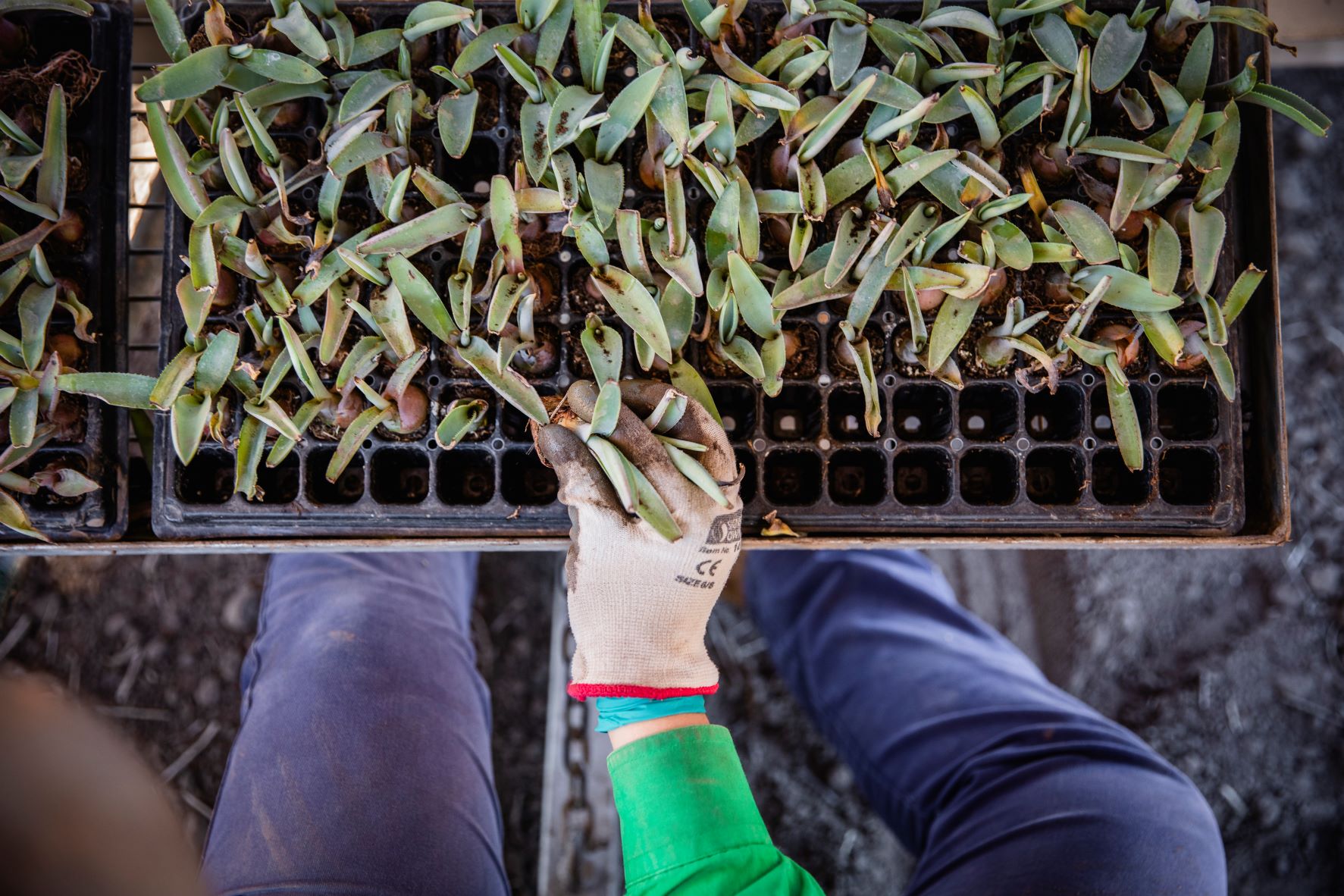 Seedlings