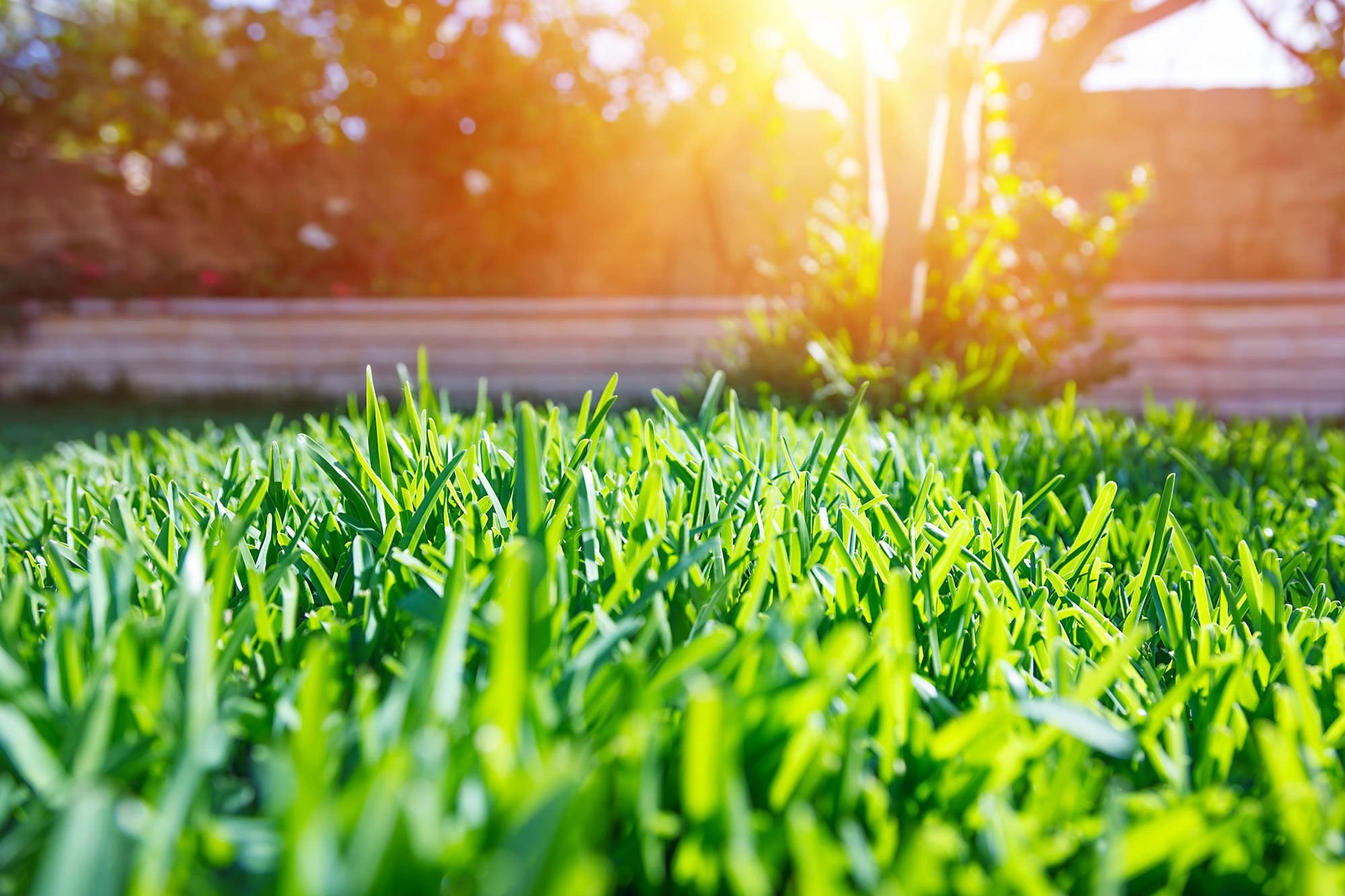 Lawn Care Services Cache Valley Extermination