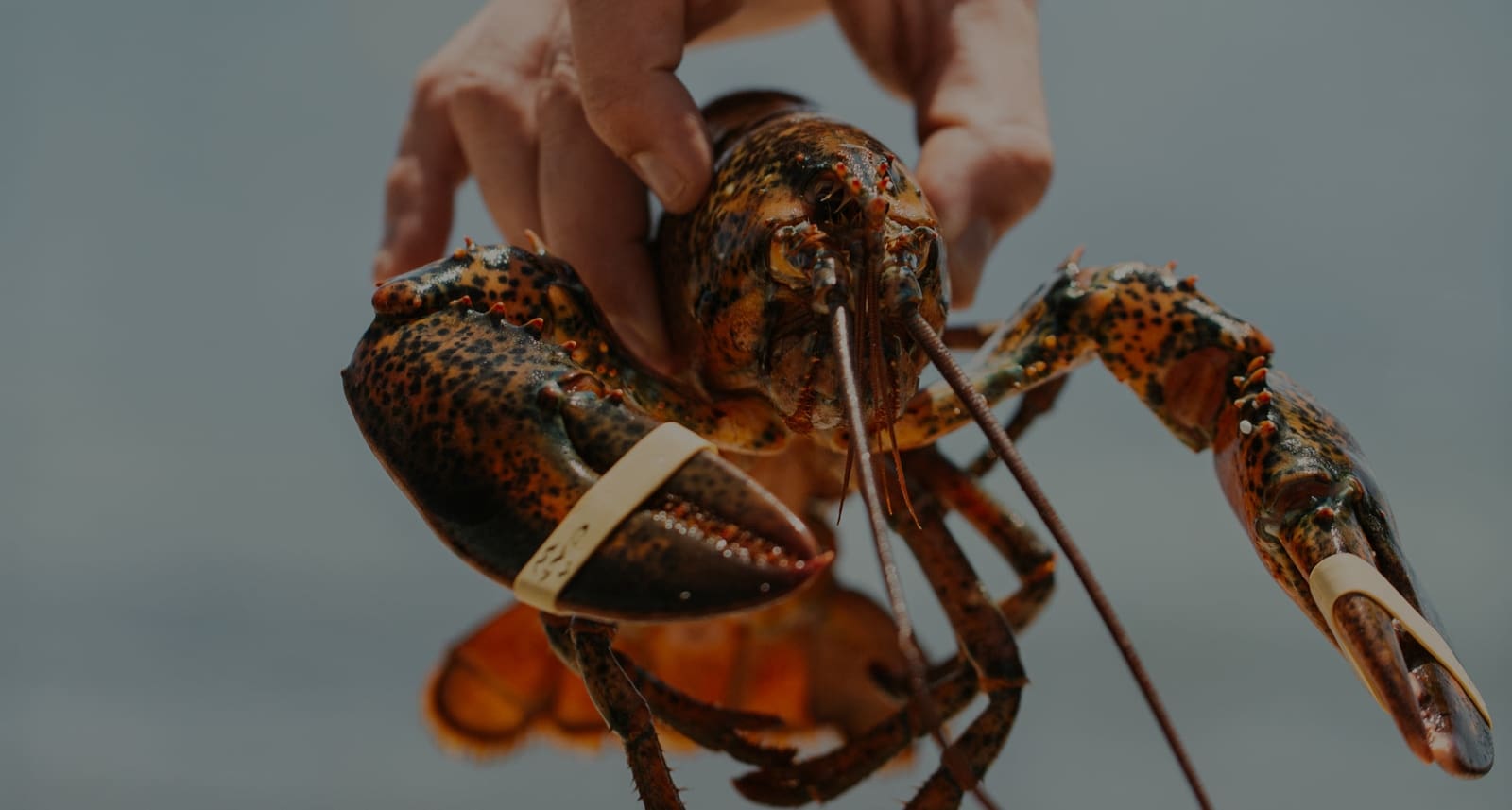 Wholesale Lobsters