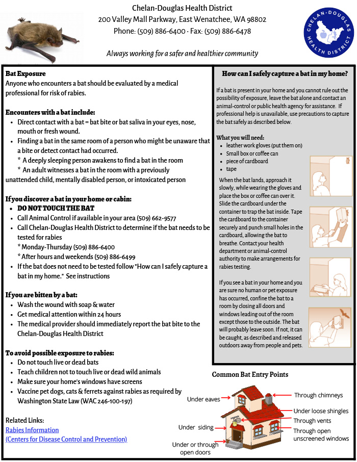 Helpful flyer explaining what to do during any kind of bat exposure
