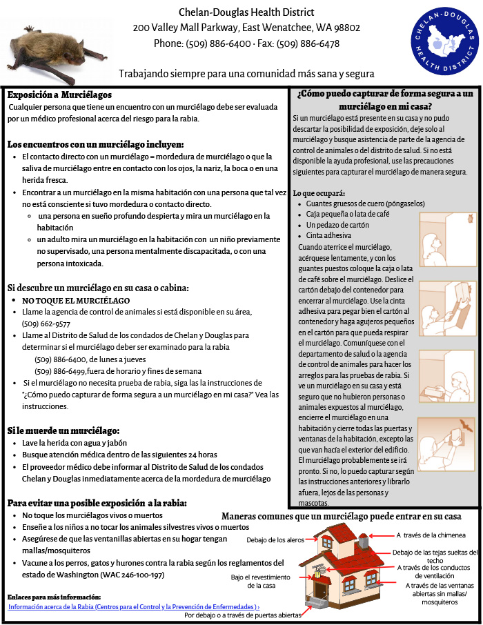 Helpful flyer explaining what to do during any kind of bat exposure in Spanish