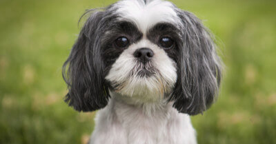 How Much Should a Shih Tzu Weigh? | Coach Doggo