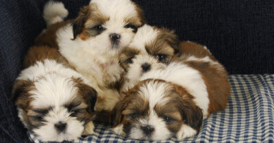 How Many Puppies can a Shih Tzu Have? | Coach Doggo