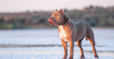 Girl Pitbull Names: Popular & Unique Ideas | Coach Doggo