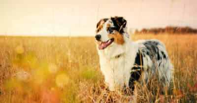 Golden Retriever Vs Australian Shepherd | Coach Doggo