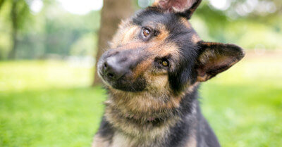 Train & Teach Dogs Eye Contact | Coach Doggo
