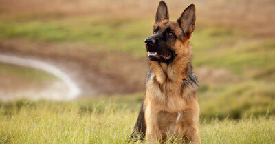 Should You Train Your Dog In German? | Coach Doggo
