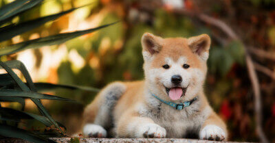 Akita Vs Golden Retriever | Coach Doggo