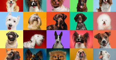 Types of Dog Breeds | Coach Doggo