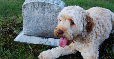 How To Comfort a Dying Dog | Coach Doggo