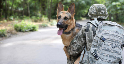 How Are War & Military Dogs Trained & Used? | Coach Doggo