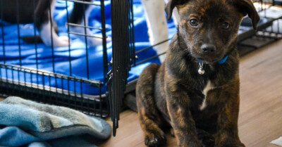 Crate Training For Your Dog - Complete Guide | Coach Doggo