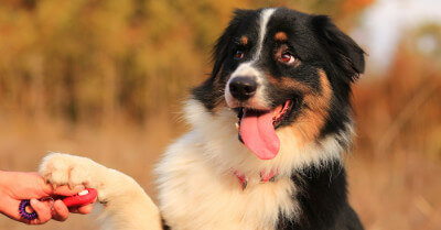 Train Your Dog with a Clicker - Complete Guide | Coach Doggo