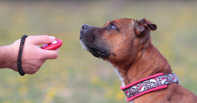 Should I Train My Dog With A Clicker? | Coach Doggo