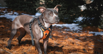 How To Teach & Train Dog To Like Harness | Coach Doggo