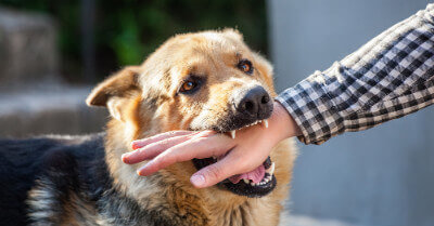 Train & Teach Dog Not to Bite | Coach Doggo