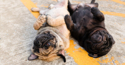 How To Teach A Dog To Play Dead | Coach Doggo
