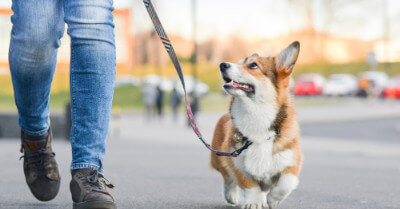 Train & Teach Dog To Walk on Leash | Coach Doggo