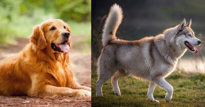 Retriever Vs Husky | Coach Doggo