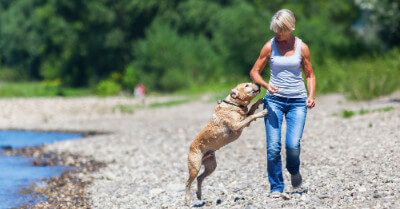 Train & Teach Dog Not To Jump | Coach Doggo